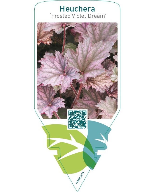Heuchera ‘Frosted Violet Dream’