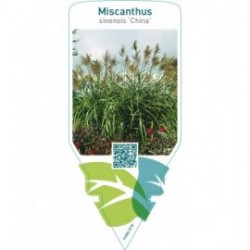 Miscanthus sinensis ‘China’