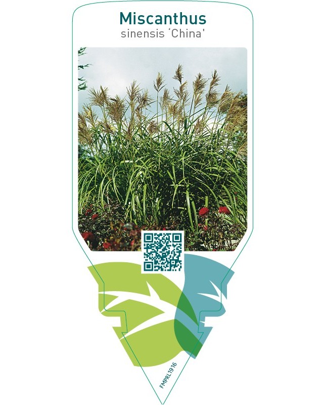 Miscanthus sinensis ‘China’