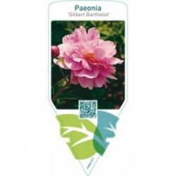 Paeonia ‘Gilbert Barthelot’