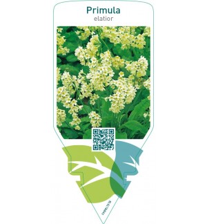 Primula elatior
