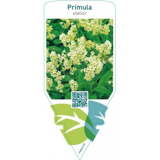 Primula elatior