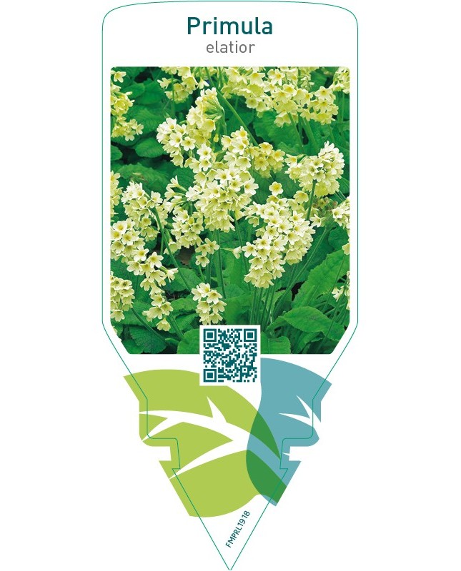 Primula elatior