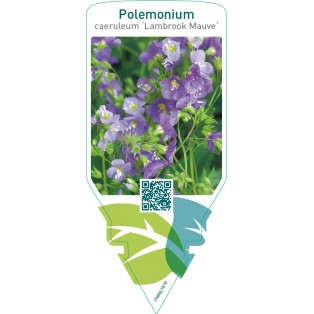 Polemonium caeruleum ‘Lambrook Mauve’