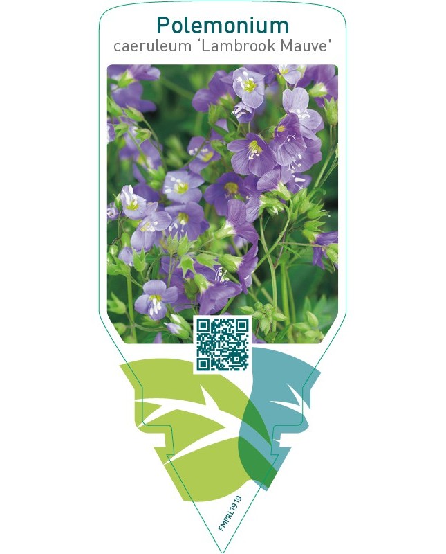 Polemonium caeruleum ‘Lambrook Mauve’