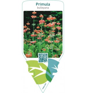 Primula bulleyana
