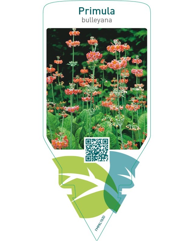 Primula bulleyana
