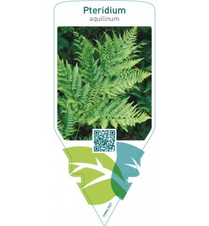 Pteridium aquilinum