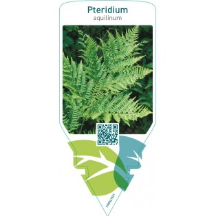 Pteridium aquilinum