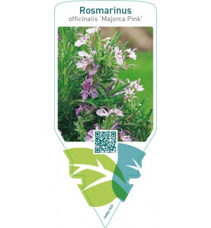 Rosmarinus officinalis ‘Majorca Pink’