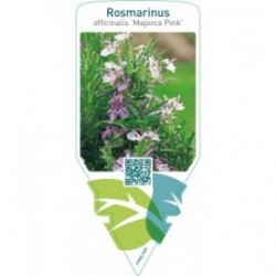 Rosmarinus officinalis ‘Majorca Pink’