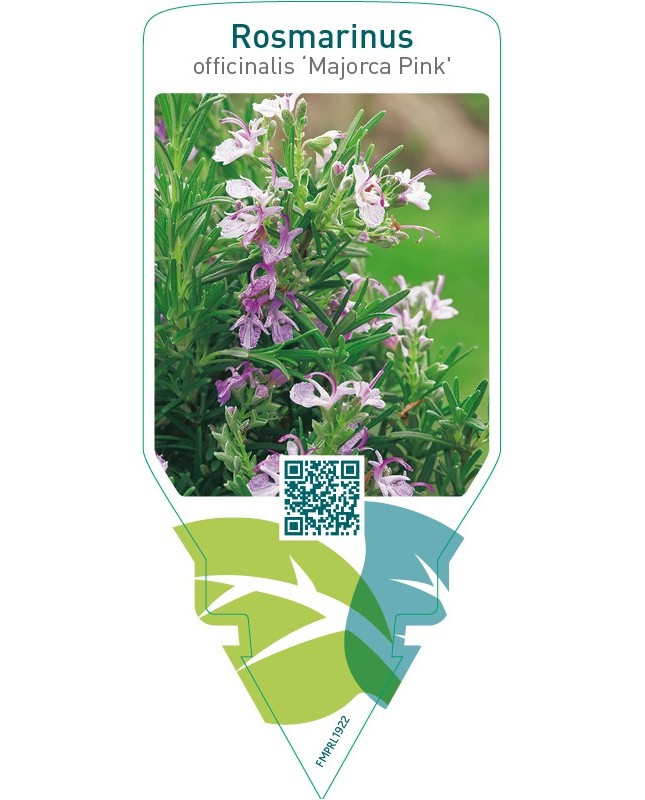 Rosmarinus officinalis ‘Majorca Pink’