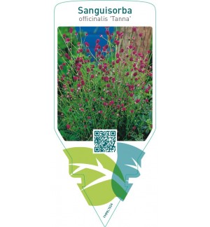 Sanguisorba officinalis ‘Tanna’