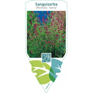 Sanguisorba officinalis ‘Tanna’