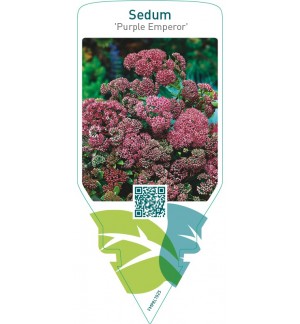 Sedum ‘Purple Emperor’