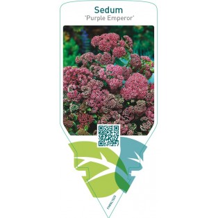 Sedum ‘Purple Emperor’