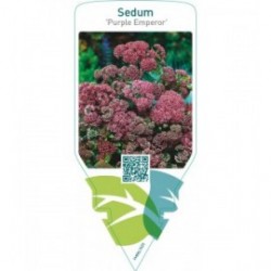 Sedum ‘Purple Emperor’