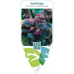 Saxifraga cortusifolia ‘Black Ruby’