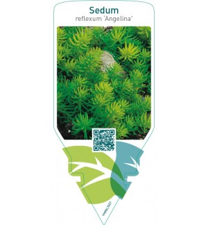 Sedum reflexum ‘Angelina’