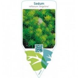 Sedum reflexum ‘Angelina’