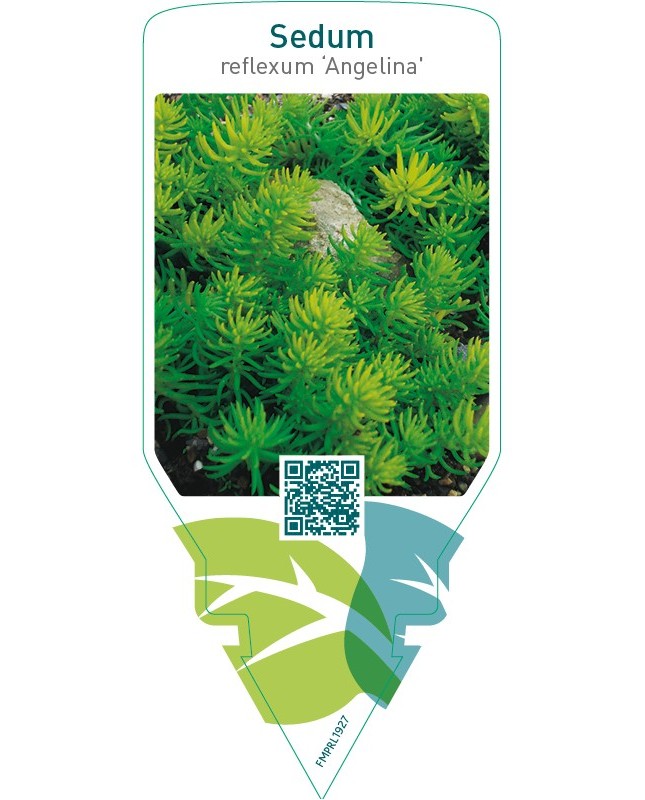 Sedum reflexum ‘Angelina’