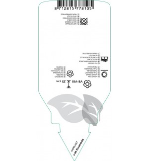 Etichette di Sedum reflexum ‘Angelina’ *