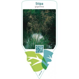 Stipa gigantea