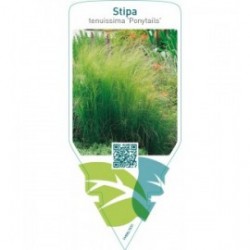 Stipa tenuifolia ‘Ponytails’