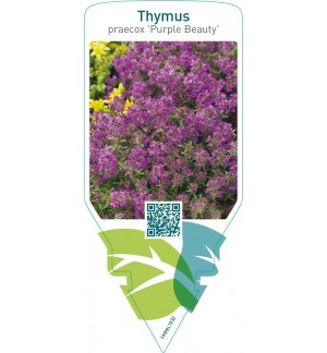 Thymus praecox ‘Purple Beauty’