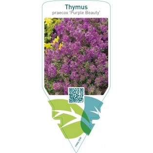 Thymus praecox ‘Purple Beauty’