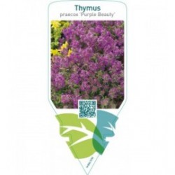 Thymus praecox ‘Purple Beauty’