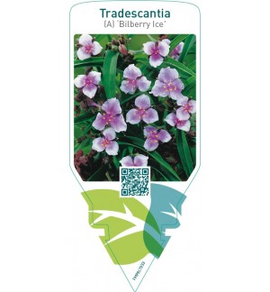 Tradescantia (A) ‘Bilberry Ice’