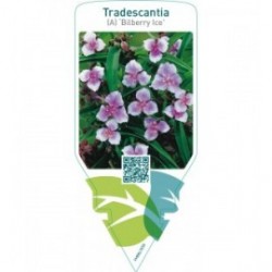 Tradescantia (A) ‘Bilberry Ice’