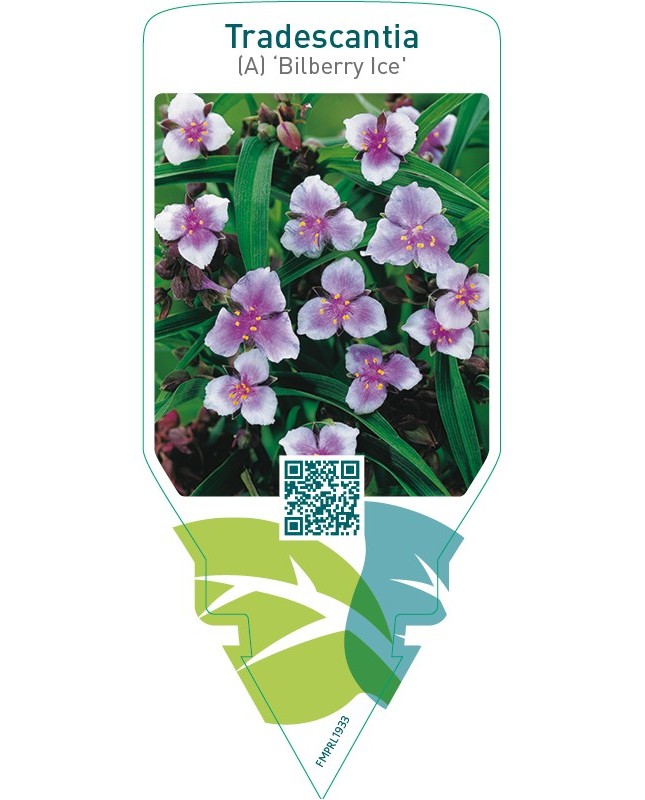 Tradescantia (A) ‘Bilberry Ice’