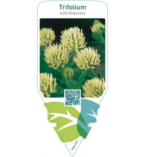 Trifolium ochroleucon