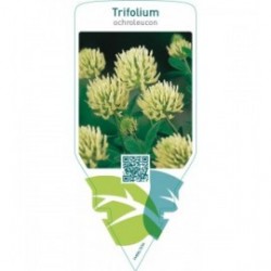 Trifolium ochroleucon