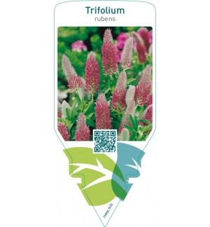 Trifolium rubens