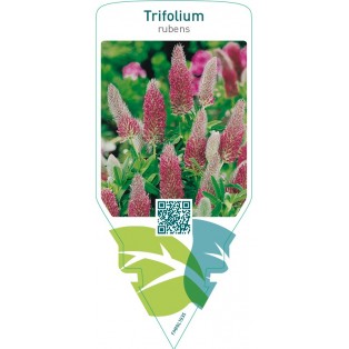 Trifolium rubens