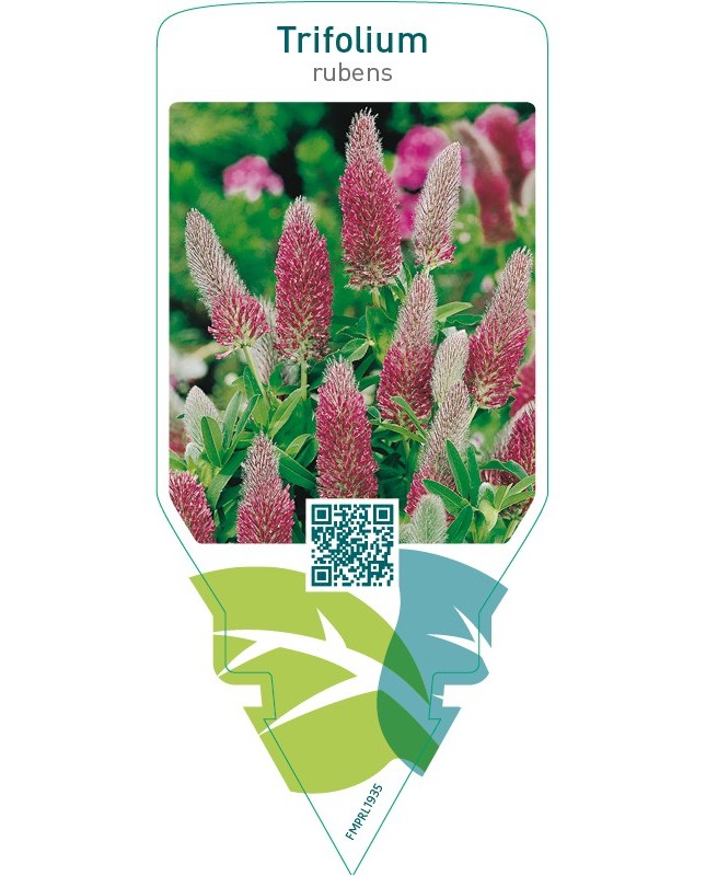Trifolium rubens