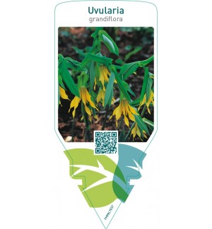 Uvularia grandiflora