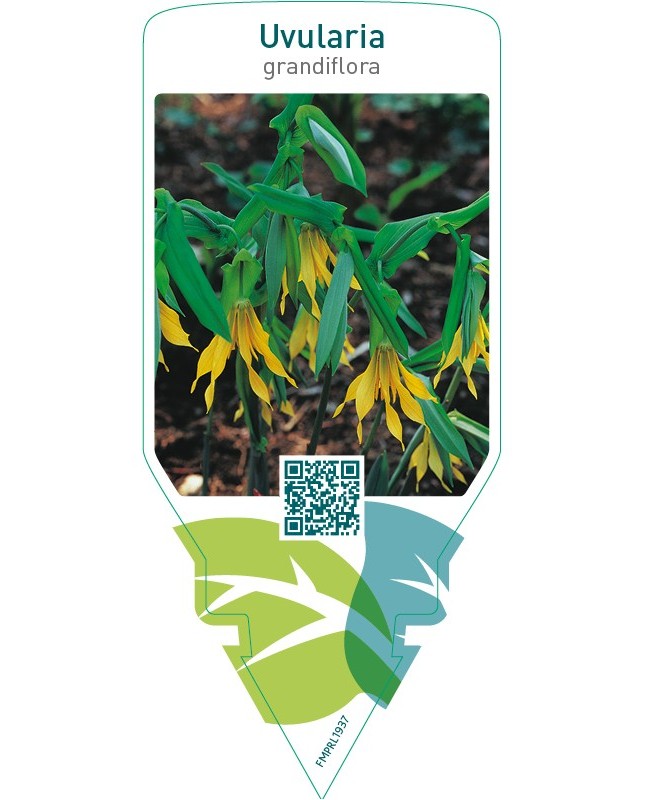 Uvularia grandiflora