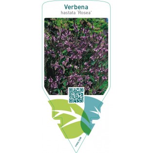 Verbena hastata ‘Rosea’
