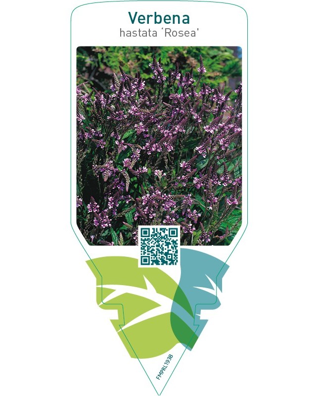 Verbena hastata ‘Rosea’