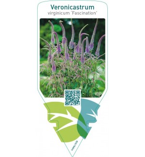 Veronicastrum virginicum ‘Fascination’