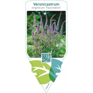 Veronicastrum virginicum ‘Fascination’
