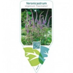 Veronicastrum virginicum ‘Fascination’