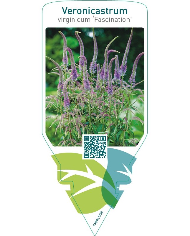 Veronicastrum virginicum ‘Fascination’
