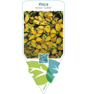 Vinca minor ‘Cahill’