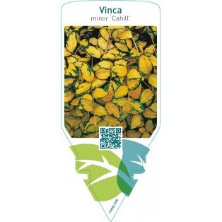 Vinca minor ‘Cahill’