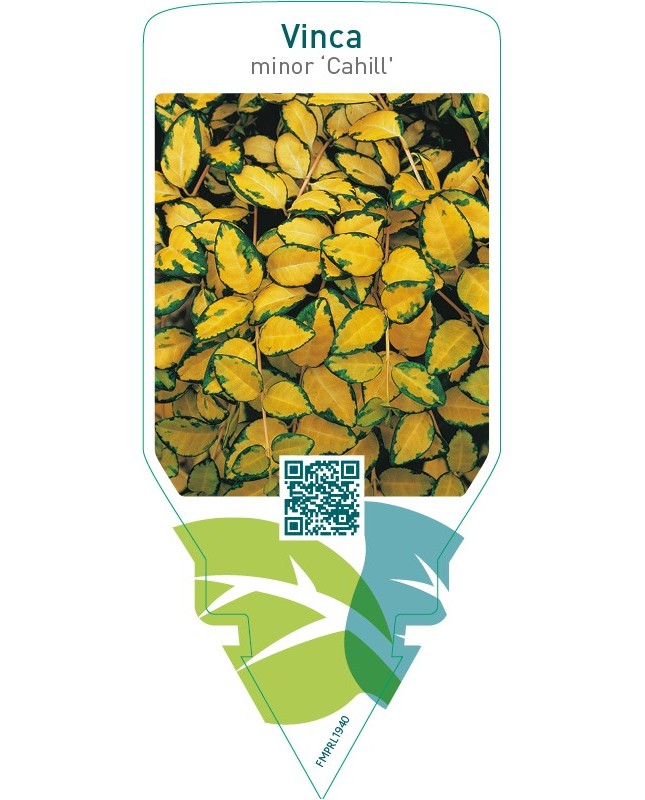 Vinca minor ‘Cahill’